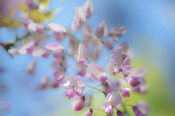 <p>Cute Wisteria blossoms</p>