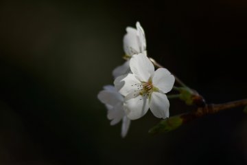 <p>Cherry blooms in April</p>