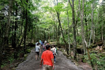 The Landscape of Aokigahara Forest