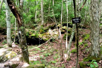 <p>There are many holes in the ground formed by gas vents</p>