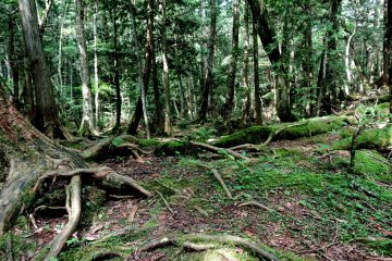 <p>The twisted roots of the trees tangle through the rocks</p>