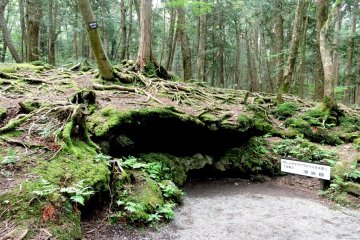 <p>Small cave formed by escaping gas</p>