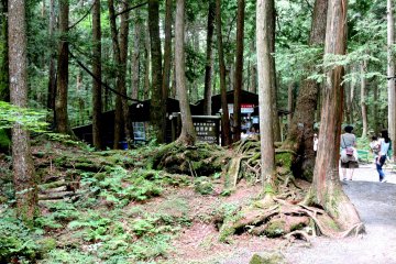 <p>Entrance to the wind cave seen through the trees</p>
