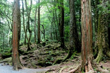 <p>Beautiful yet forbidding</p>