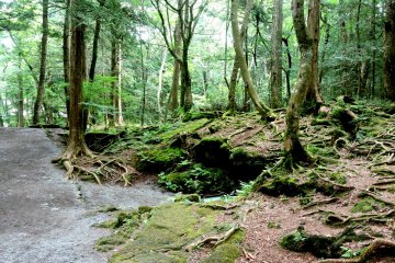 <p>I'm happy to stay on the path</p>