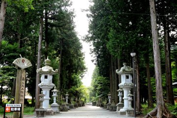 <p>Path flanked by lanterns and tall trees</p>