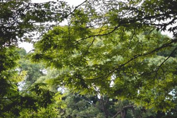 <p>Relaxing in Yoyogi Park</p>
