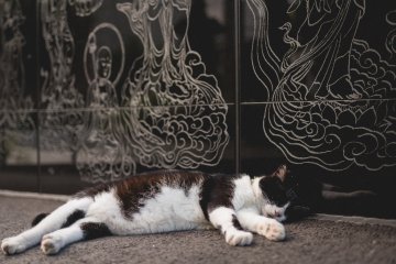 <p>Local cat enjoying the sun</p>