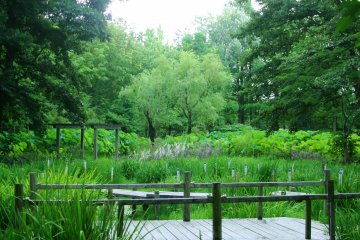 Lotus pond