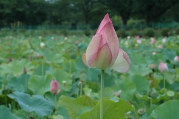 ภายใต้ดวงอาทิตย์ที่สดใส