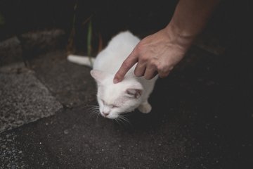 <p>Local cat enjoying some attention</p>