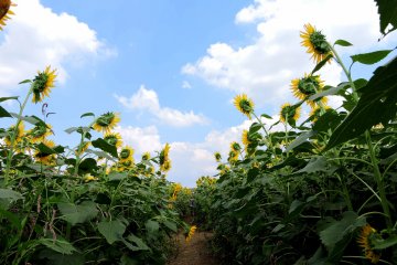 Celebrating Sunflowers in Zama City