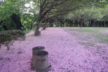 <p>Shiroyama Park turns into&nbsp;paradise during spring</p>