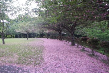 <p>Petals of double cherry blossoms creates a pink carpet!</p>