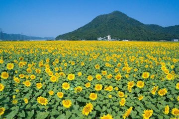 Sunflower Paradise in Fukui