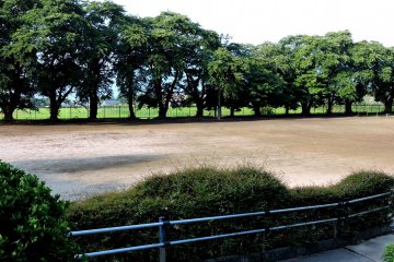 The old school yard bordered with hundred year old cherry trees