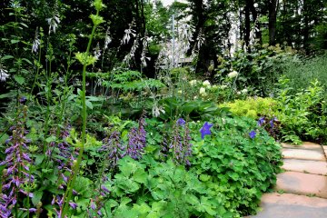<p>Blue salvia and bell flowers beside the path</p>