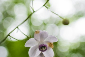 <p>Mount Mitake is known for the large amount of&nbsp;Anemonopsis flowers</p>