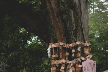 <p>Ema attached to ancient tree at mountain top shrine</p>