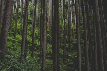 <p>Beautiful forested area</p>