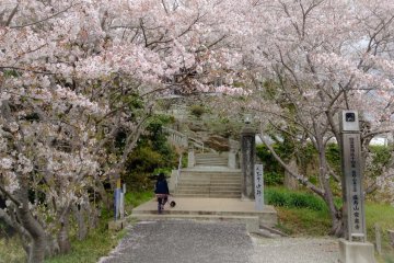 <p>The entrance of the temple is decorated with cherry blossoms in April (14th temple)</p>