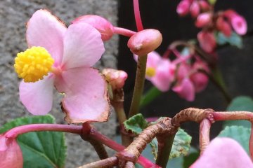 <p>These are examples of summer flowers in Sosa City, Chiba, Japan.</p>