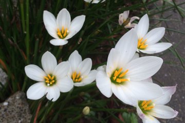 <p>Summer flowers can last through the sun and humidity.</p>