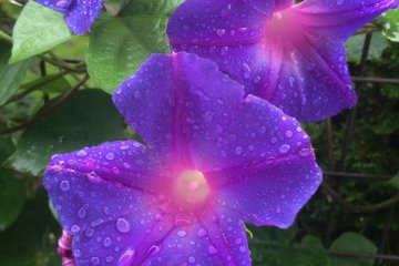 <p>These boast a vibrant purple and pink.</p>