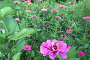 <p>A filed of marigold-like flowers do well in mostly sunlight.</p>