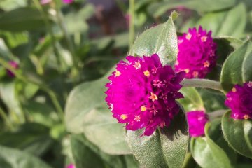 <p>Pinks and purples stand out among the green.</p>