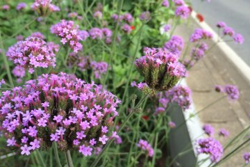 <p>Many of the flowers line the winding and narrow streets of Sosa City.</p>