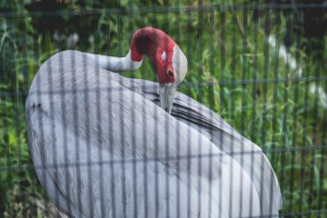 <p>Birds everywhere at Kyoto Zoo</p>