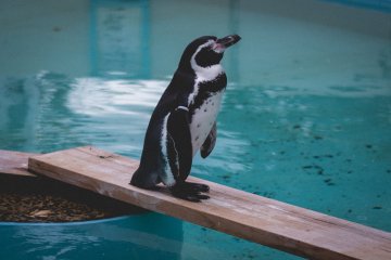 <p>Penguin</p>