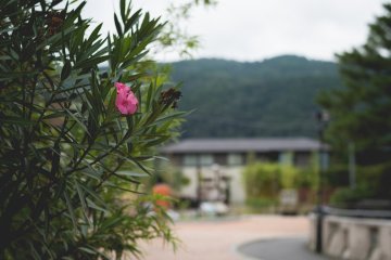 <p>Flowers and hill views</p>