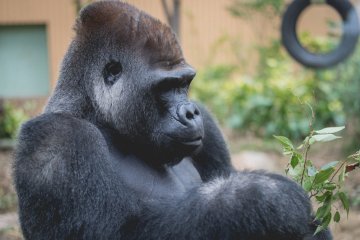 <p>Beast of a gorilla</p>