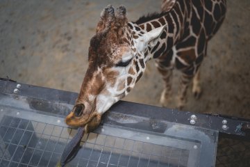 <p>Okay, Hi giraffe</p>