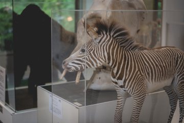 <p>Animal facts hall</p>