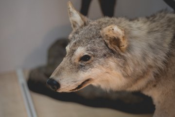 <p>Animal facts hall</p>