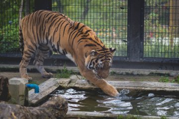 <p>Testing the water</p>