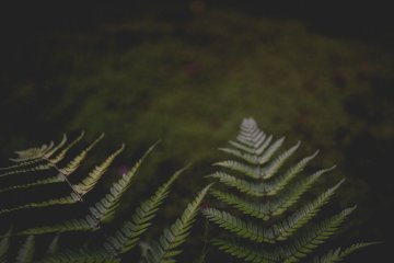 <p>Ferns line the way</p>