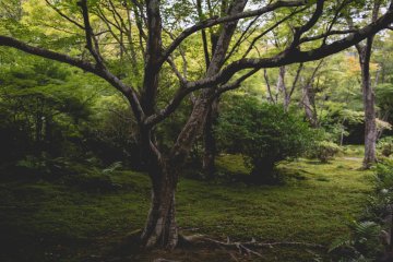 <p>Picturesque moss and trees</p>