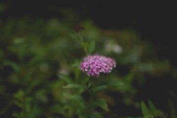 <p>Flowers in the garden</p>