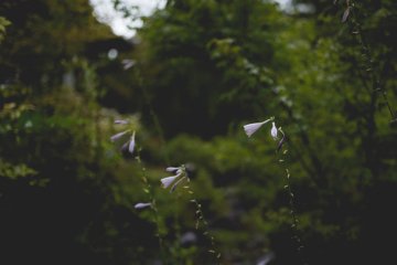 <p>Garden flowers</p>