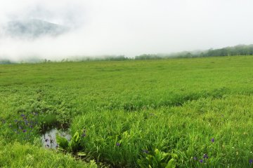<p>A foggy mist rolls in over Oze National Park.</p>