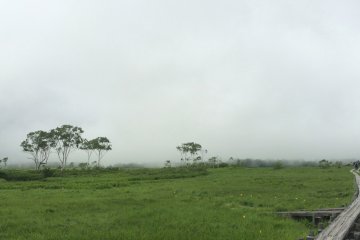 <p>Trees poke out from the fog in early afternoon at Oze National Park.</p>
