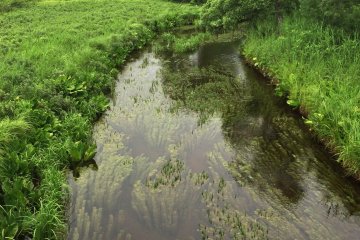 <p>The water is very clear at Oze National Park.</p>