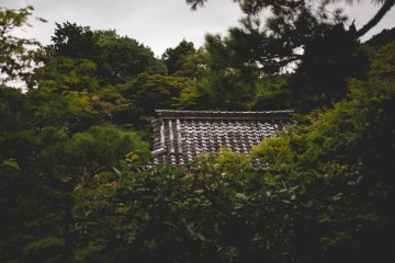 <p>Rooftop amongst trees</p>
