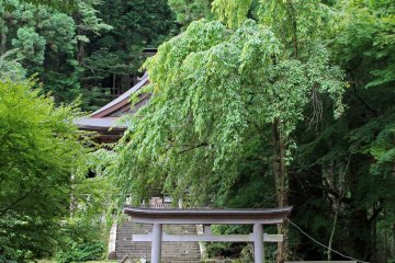 <p>The main prayer hall obscured by its weeping sakura tree</p>