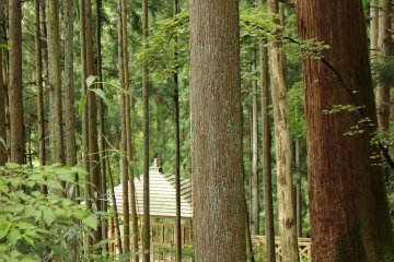 <p>An observation platform through the trees</p>