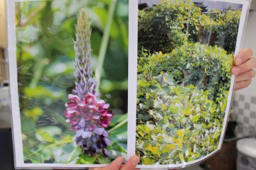 <p>More shots of kudzu and its flowers. They smell like grapes or grape coolaid or some other fruit blossom when they bloom &nbsp;</p>